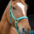 The At Risk Horse